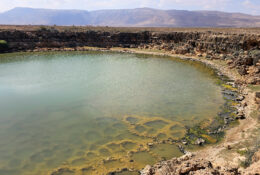 Socotra_2025 (72/76)